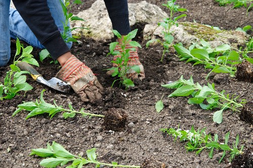 A person wearing gardening gloves and dark clothing is planting young shrubs or small bushes into freshly prepared soil in a garden. The gardening bed contains dark, rich soil with several green plants, possibly flowers or ornamental plants, arranged along the edges. Small piles of soil are visible around the plants, indicating recent planting activity. In the background, there are more garden beds with similar plants and some textured rocks or stones that delineate the garden borders. The scene suggests a well-maintained outdoor space, possibly part of a landscaped backyard or front garden in Barking, with natural light and good weather conditions enhancing the visibility of the various garden elements. This image supports gardening and outdoor maintenance services by showcasing active planting tasks that are typical in garden landscaping or planting projects undertaken by companies such as Garden Maintenance Barking.